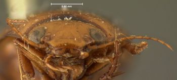 Media type: image;   Entomology 6014 Aspect: head frontal view